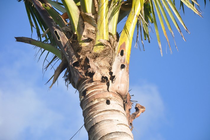 An image of the destruction to a palm tree, from a coconut rhinoceros beetle.