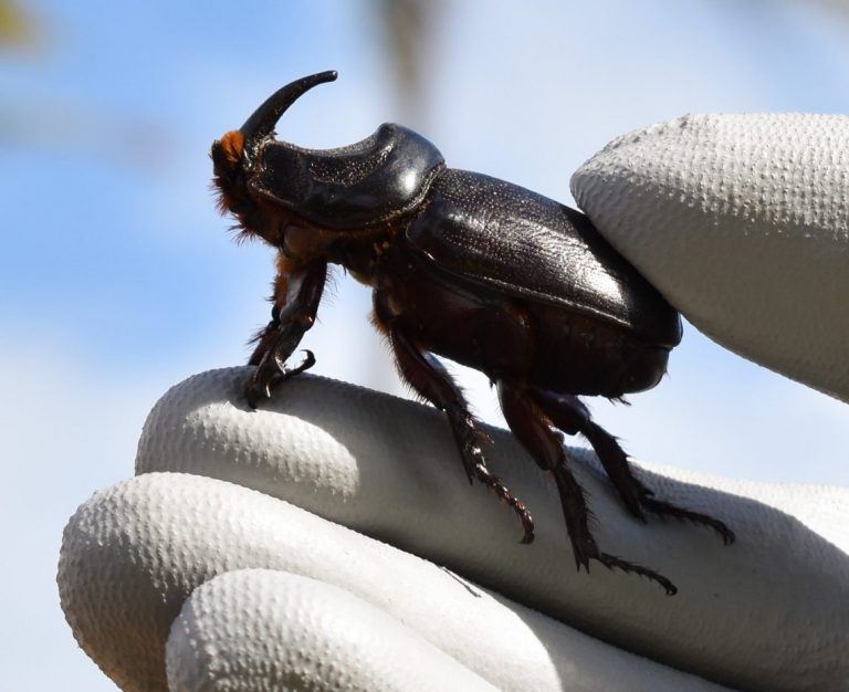 An up close image of a coconut rhinoceros beetle.