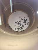 Pre-order Solar uv light Coconut Rhinoceros Beetle Panel Trap with pheromone
