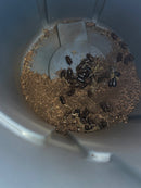 Pre-order Solar uv light Coconut Rhinoceros Beetle Panel Trap with pheromone